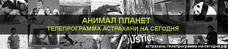 Телепрограмма на сегодня канала Анимал Планет, Астрахань